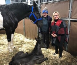 January 13, 2022 - January 13, 2022-Linda Bunning introduces me to her new foal at the PA Farm Show. LeRoy and Linda Bunning operate Benchfield Farms in Newville, PA.” 01/13